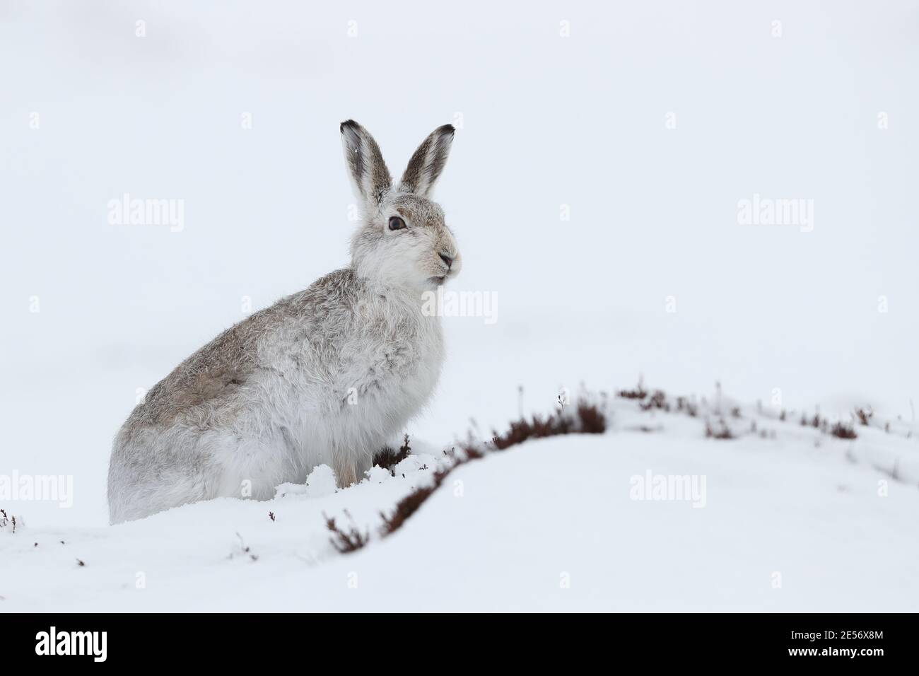 Berghase (lepus timidus) Stockfoto
