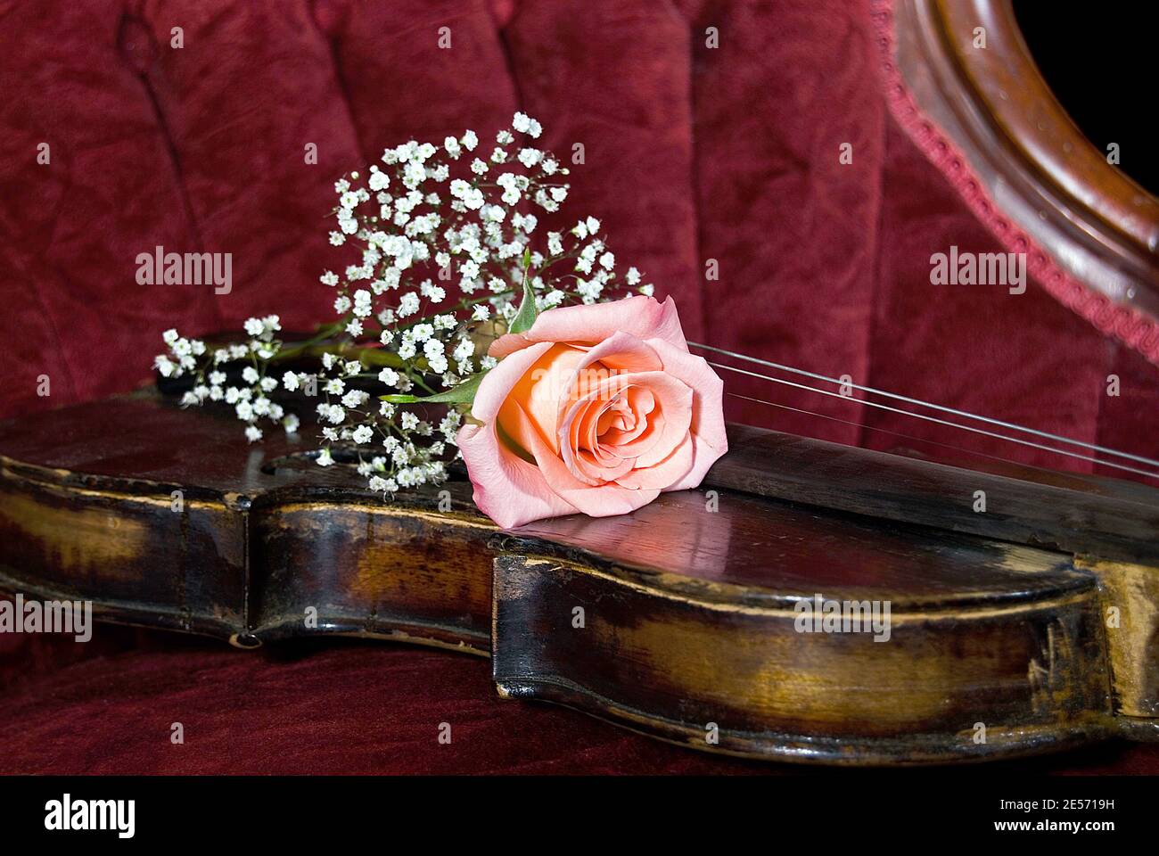 Rosa Rose auf Vintage-Geige Stockfoto