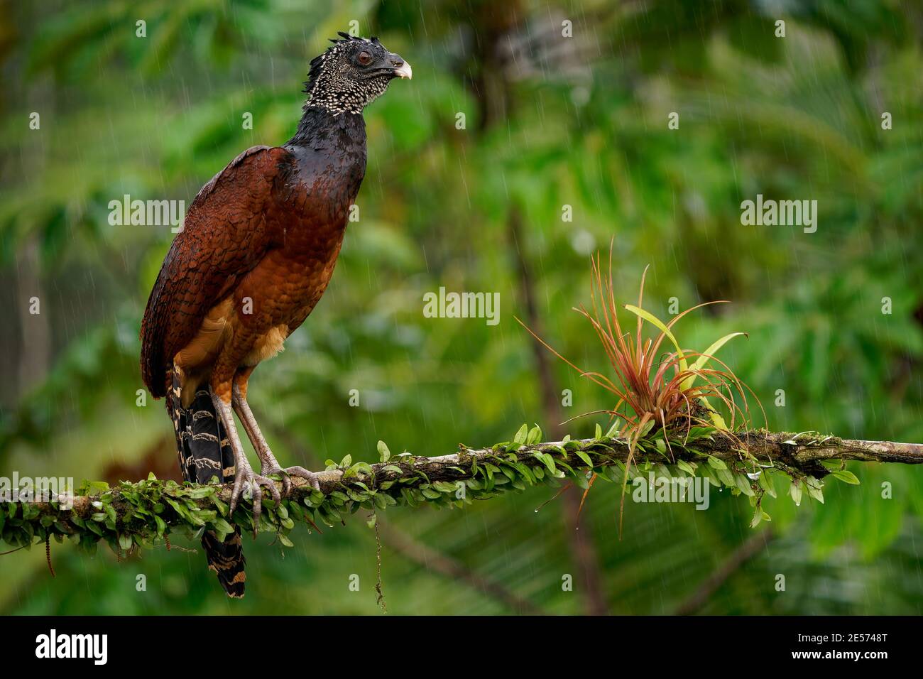 Great Curassow - Crax rubra großer, fasanenähnlicher Großvogel aus den Neotropischen Regenwäldern, von Mexiko über Mittelamerika bis nach West-Kolumbien Stockfoto