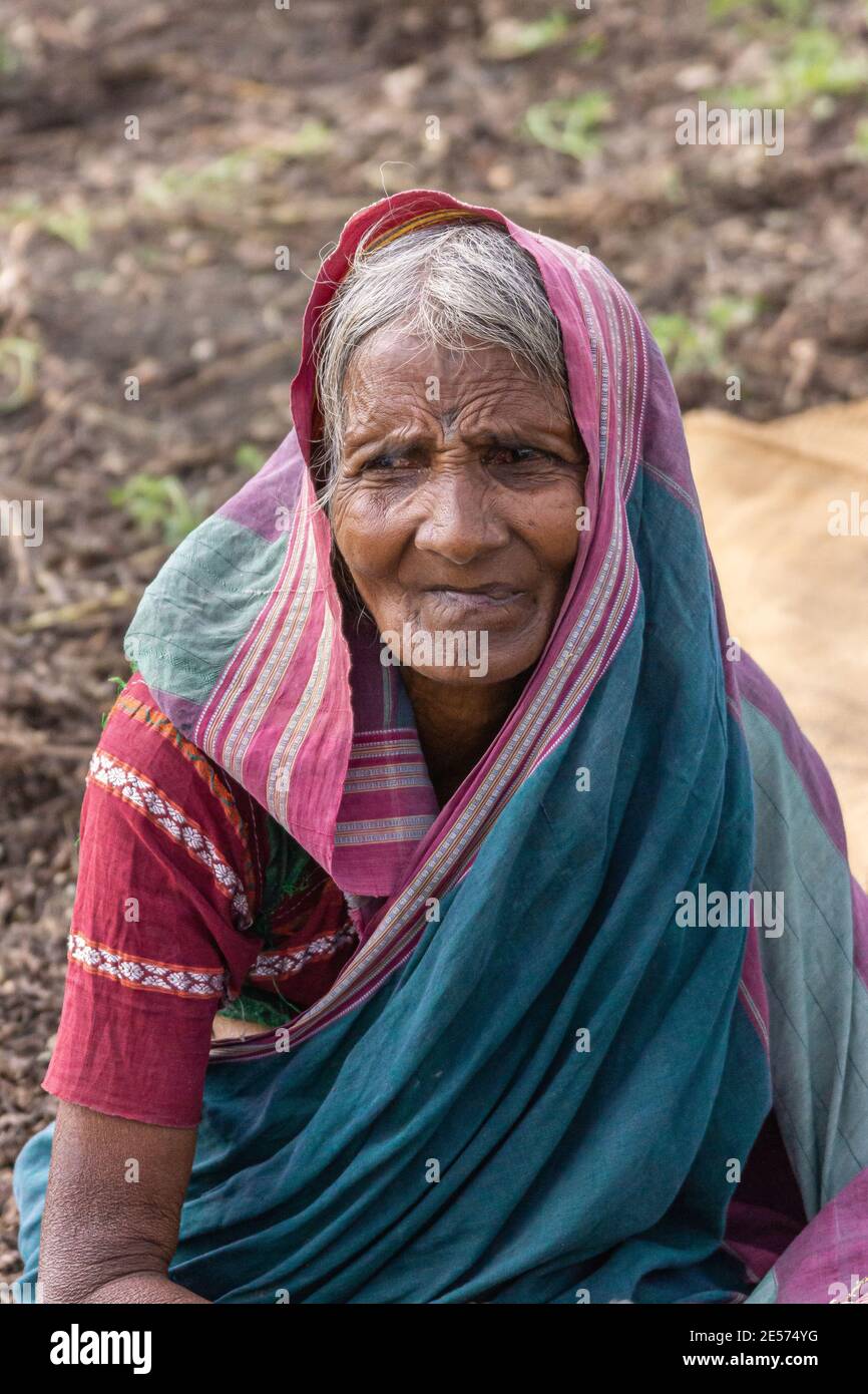 Abbigeri, Karnataka, Indien - 6. November 2013: Nahaufnahme von älteren weiblichen Erdnussernterinnen in lila, rosa Sari und Tracht. Stockfoto