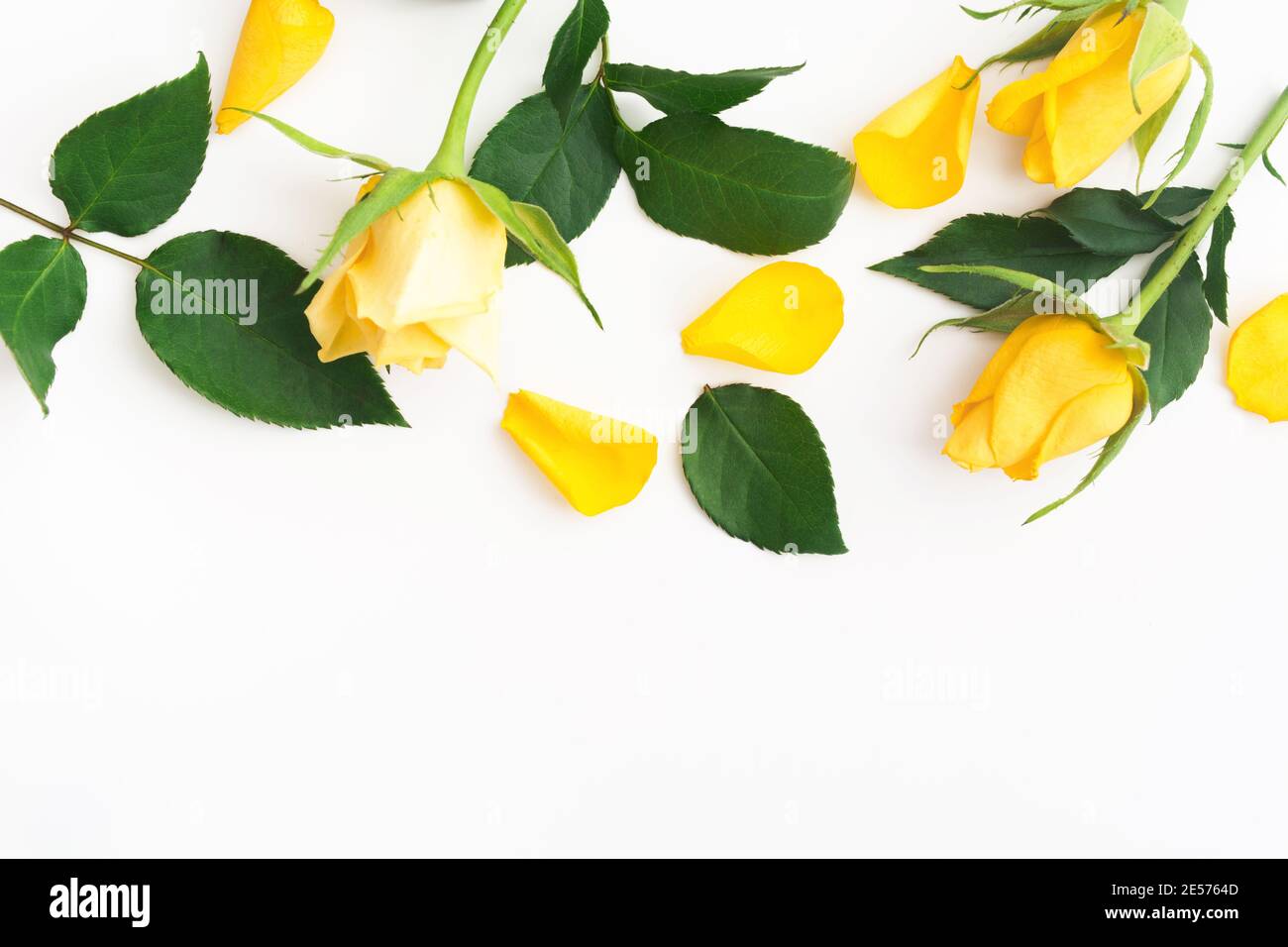 Hintergrund mit schönen gelben Rosen mit grünen Blättern und Blütenblättern Auf Weiß Stockfoto