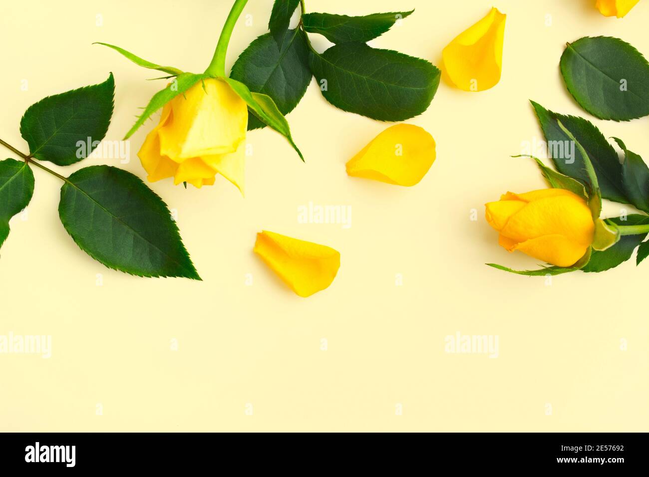 Schöne gelbe Rosen mit grünen Blättern und Blütenblättern auf gelb Hintergrund Stockfoto