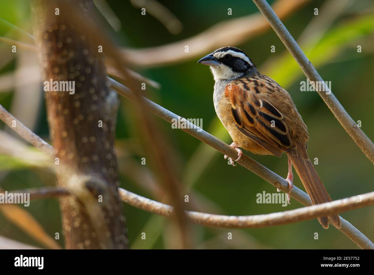 Peucaea ruficauda - Stripe-headed Sparrow ist amerikanischer Sperling, Rassen aus Mexiko, einschließlich der transversalen Bereiche, Cordillera Neovolcanica bis Pazifik Stockfoto