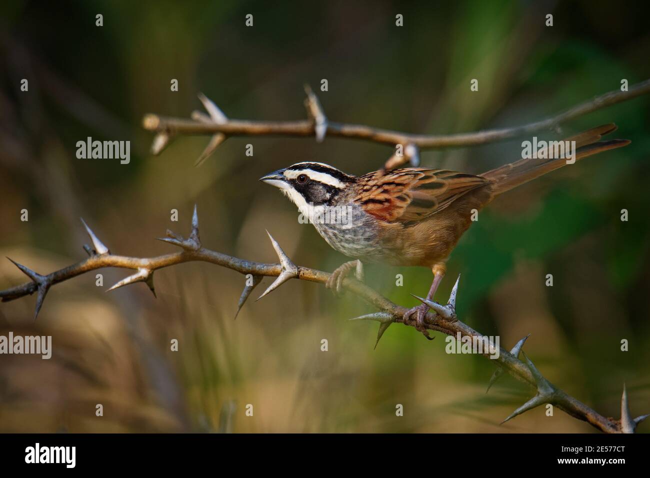 Peucaea ruficauda - Stripe-headed Sparrow ist amerikanischer Sperling, Rassen aus Mexiko, einschließlich der transversalen Bereiche, Cordillera Neovolcanica bis Pazifik Stockfoto