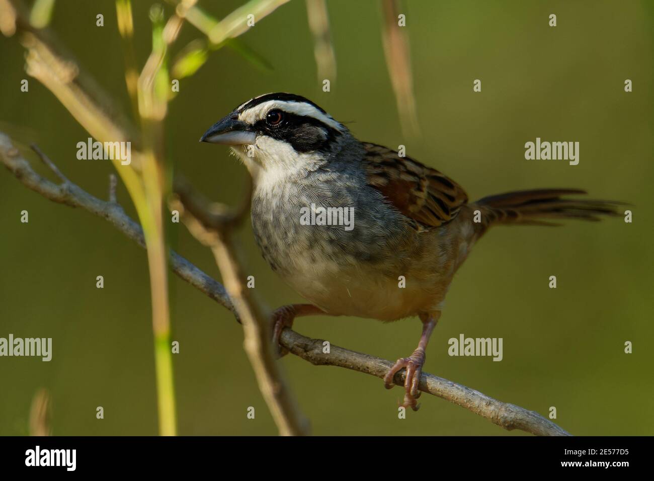 Peucaea ruficauda - Stripe-headed Sparrow ist amerikanischer Sperling, Rassen aus Mexiko, einschließlich der transversalen Bereiche, Cordillera Neovolcanica bis Pazifik Stockfoto