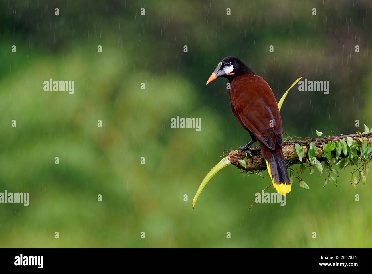 Montezuma Oropendola - Psarocolius montezuma Neue Welt tropischer Eisvogel, karibische Küstenunterland, Mexiko, Panama, Nicaragua, Honduras, Costa Stockfoto
