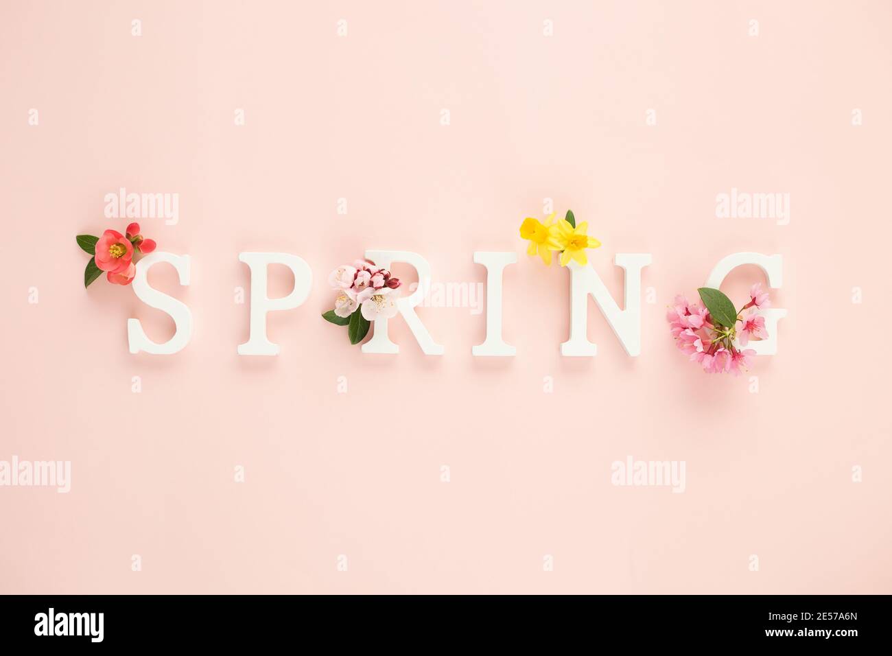 Weiße Holzbuchstaben bilden die Frühlingskomposition mit frischen Frühlingsblumen. Minimalkonzept. Draufsicht. Stockfoto