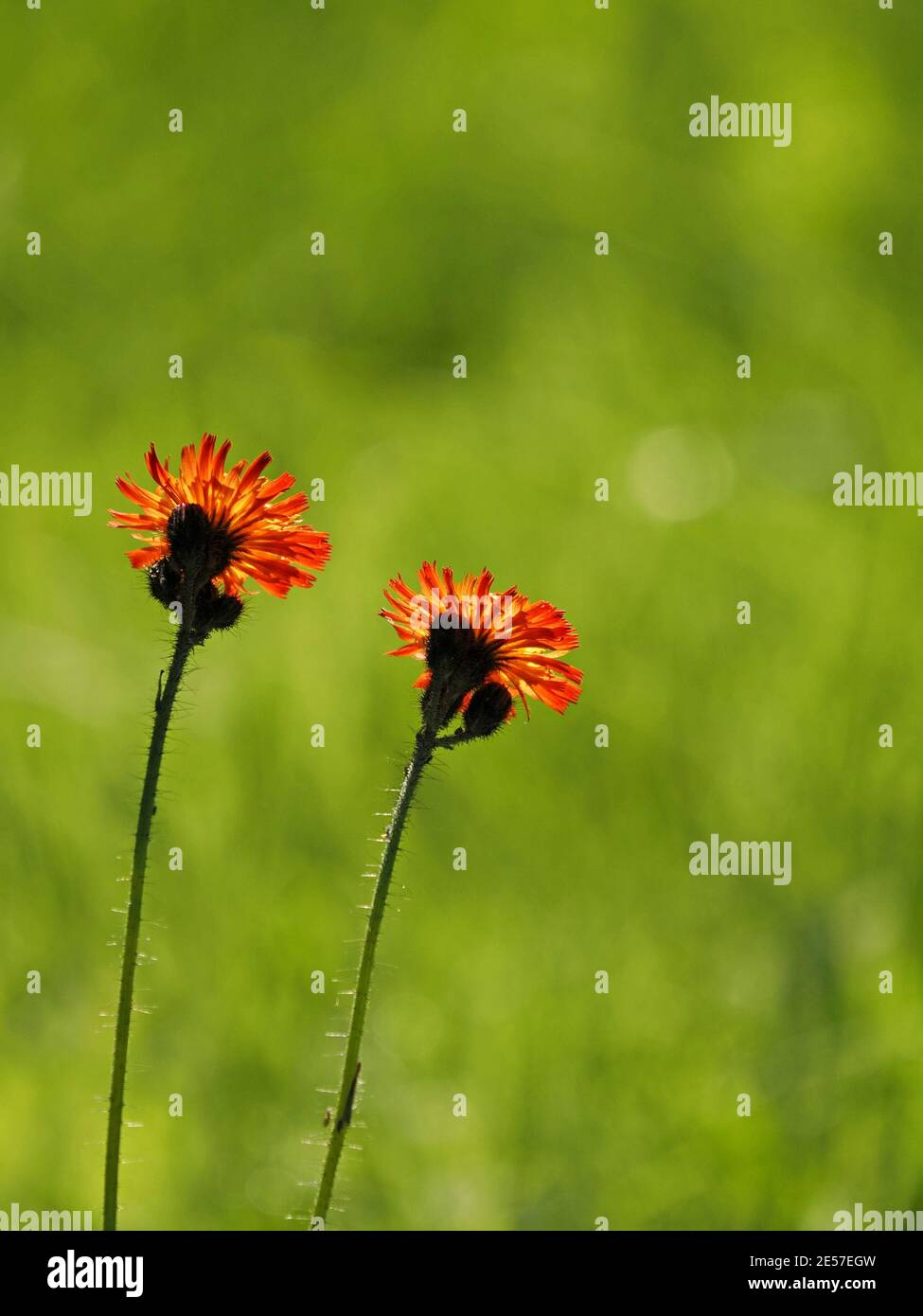 Leuchtend goldene Blüten von orangefarbenem Falkenbiß aka Fuchs-und-Jungen, Teufelspinsel, (Pilosella aurantiaca) auf aufrecht behaarten Stielen in Cumbria, England, UK Stockfoto