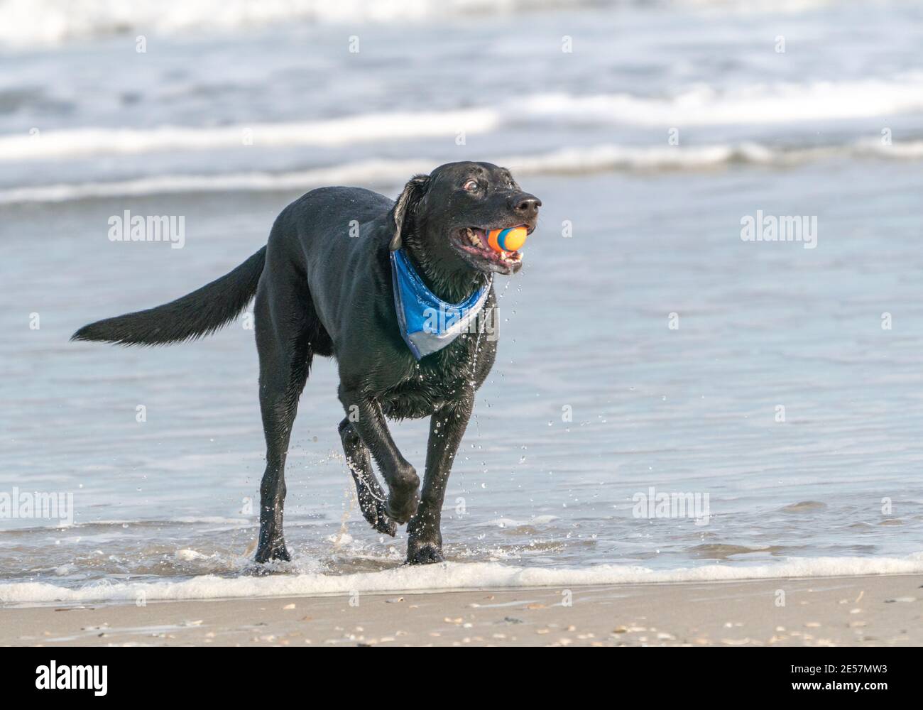 Happy Labrador Retriever spielt holen am Strand. Stockfoto