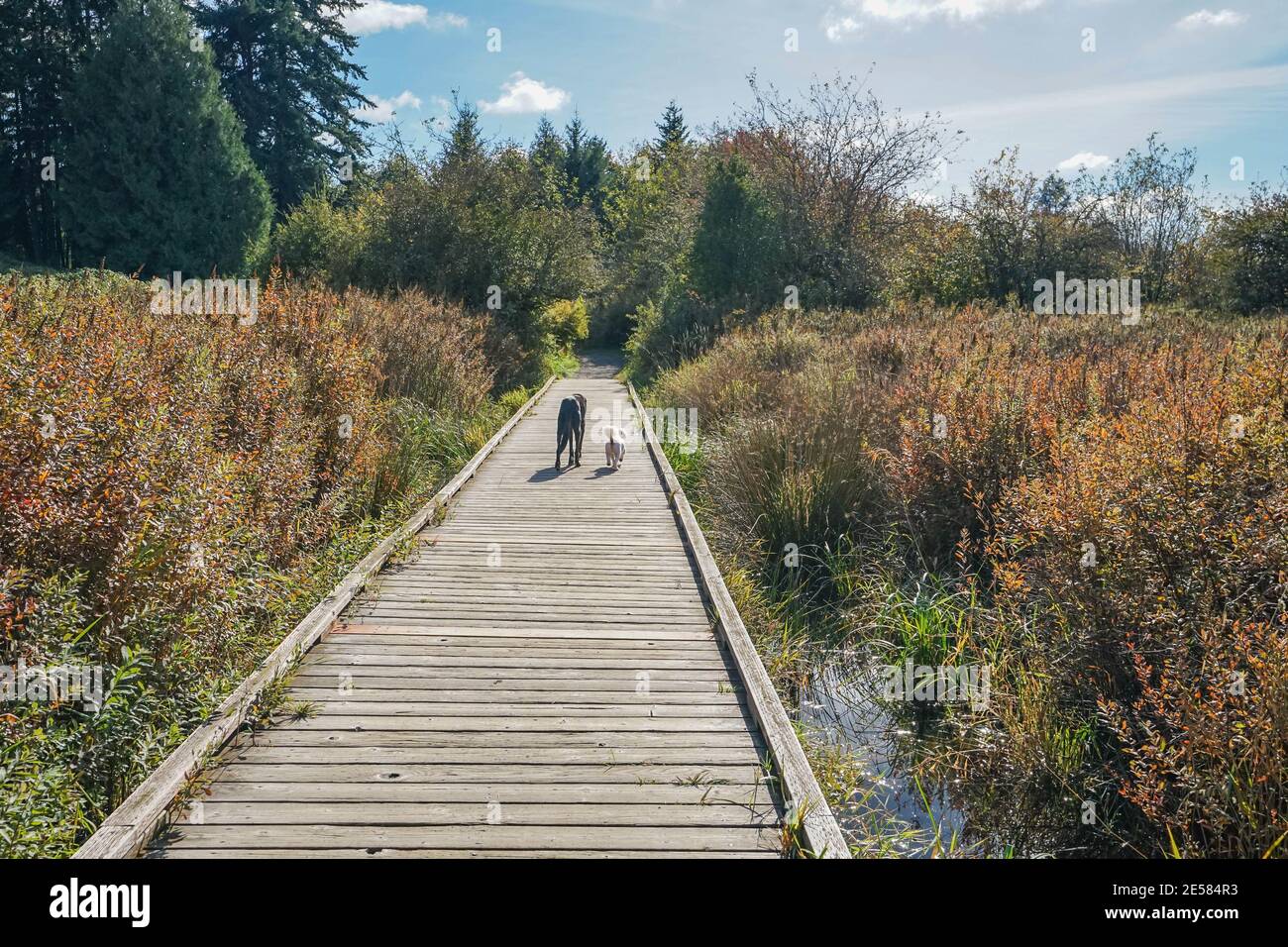 Zwei Hunde traben auf einer Promenade durch Feuchtgebiete Stockfoto