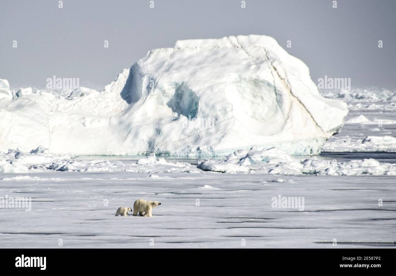 Eisbär und ihr junges Junge gehen über das Eis Auf der Suche nach Nahrung Stockfoto