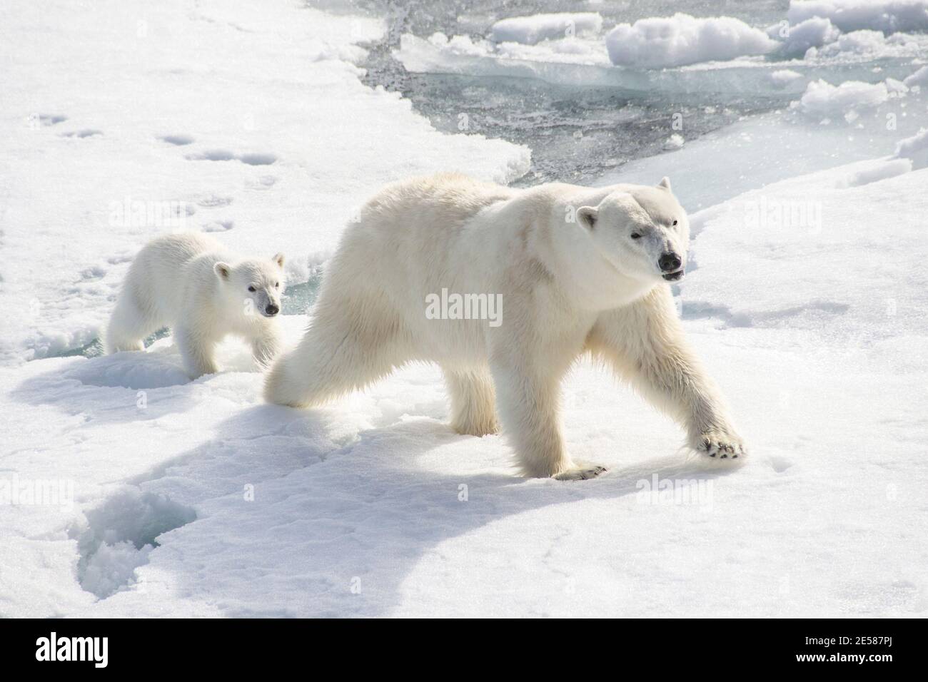 Mutter Eisbär führt ihr Junge über das Eis hinein suche nach Lebensmitteln Stockfoto