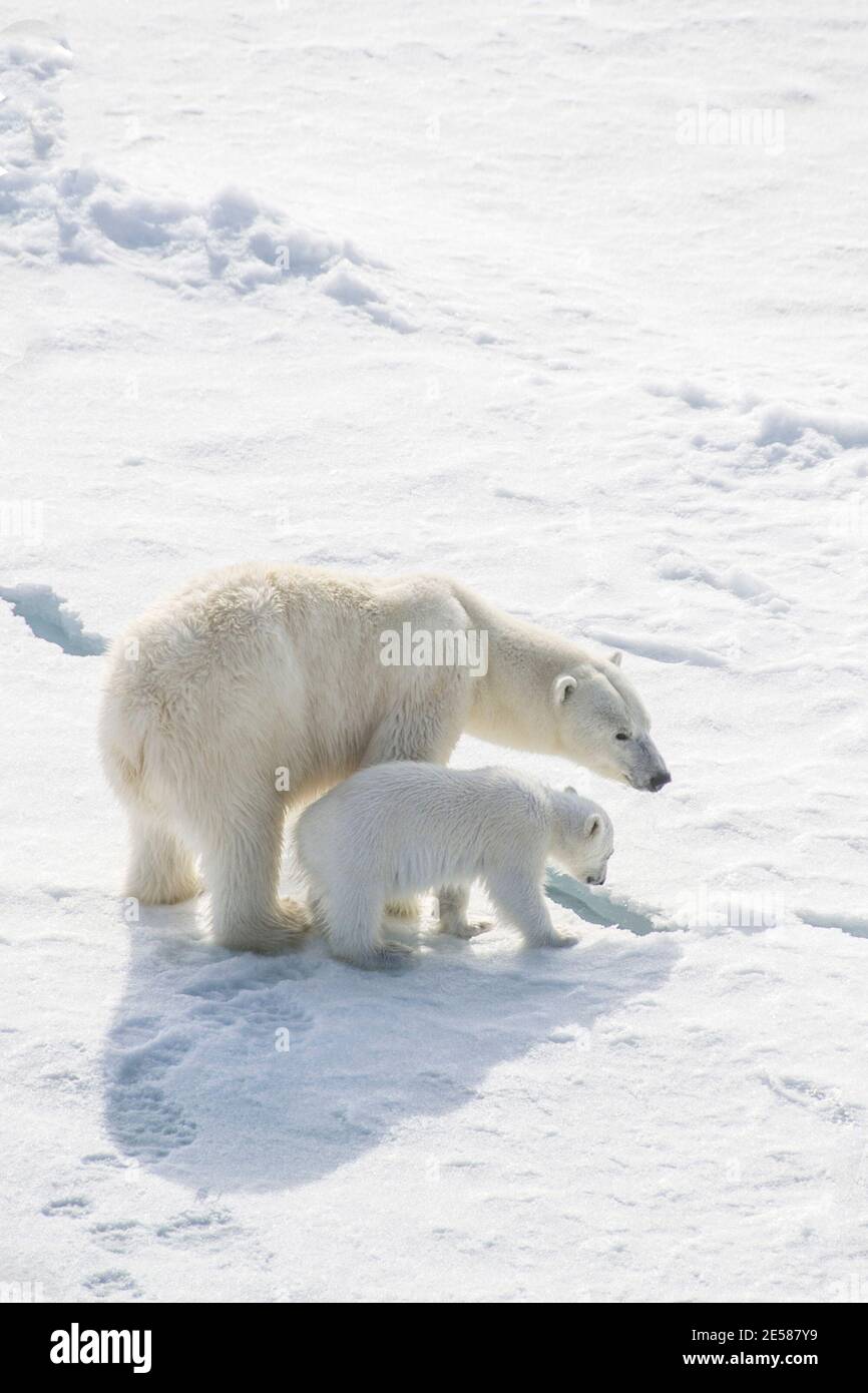 Eisbären-Weibchen lehren ihr neues Junge, wie man überleben kann Auf dem Eis Stockfoto