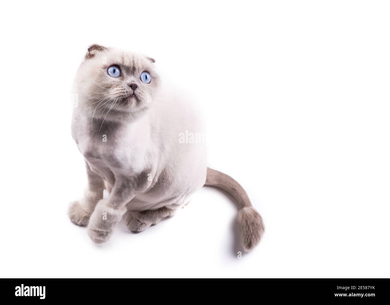 Katze scottishfold von einem Groomer wie ein Löwe getrimmt, schaut nach oben, auf einem weißen Hintergrund. Stockfoto