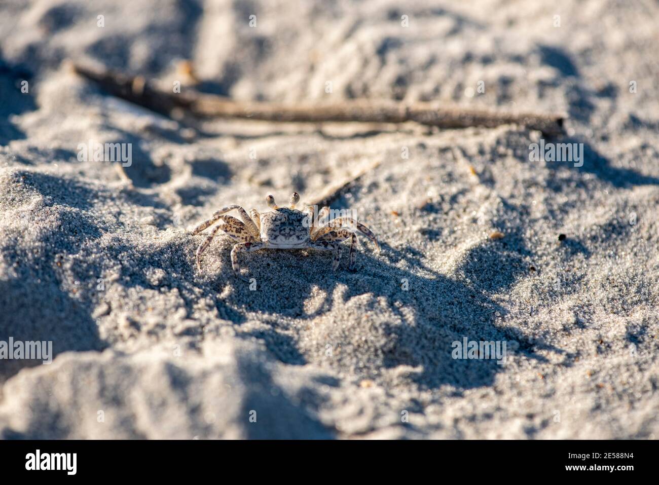 Eine juvenile atlantische Geisterkrabbe, Ocypode quadrata, im Sand am Atlantic Beach, North Carolina. Stockfoto