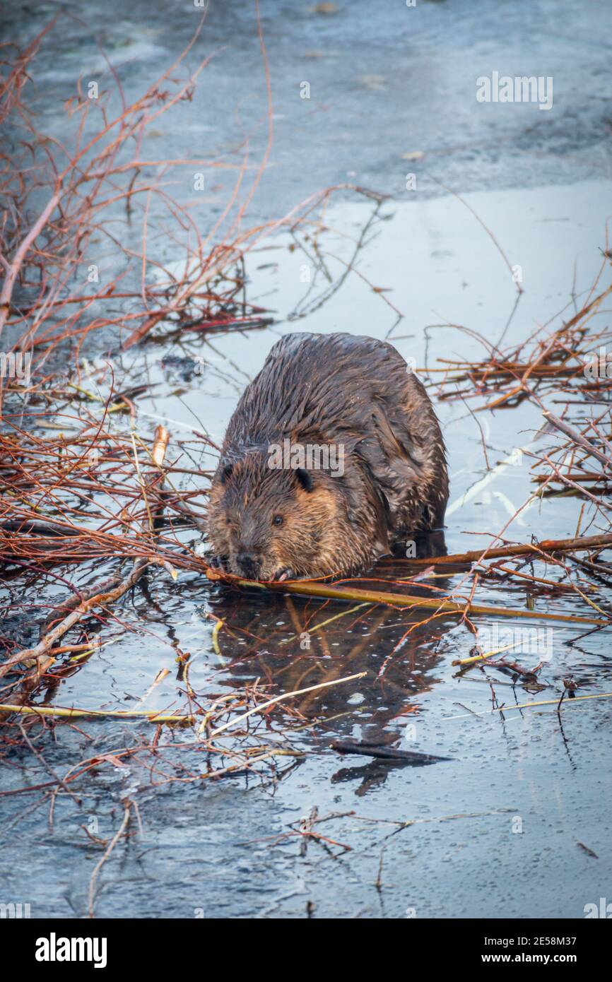 American Beaver (Castor canadensis) auf eisbedeckten Teich & Kauen Narrowleaf Weide (Salix exigua) von Pfahl früher gesammelt, Castle Rock Colorado USA. Stockfoto