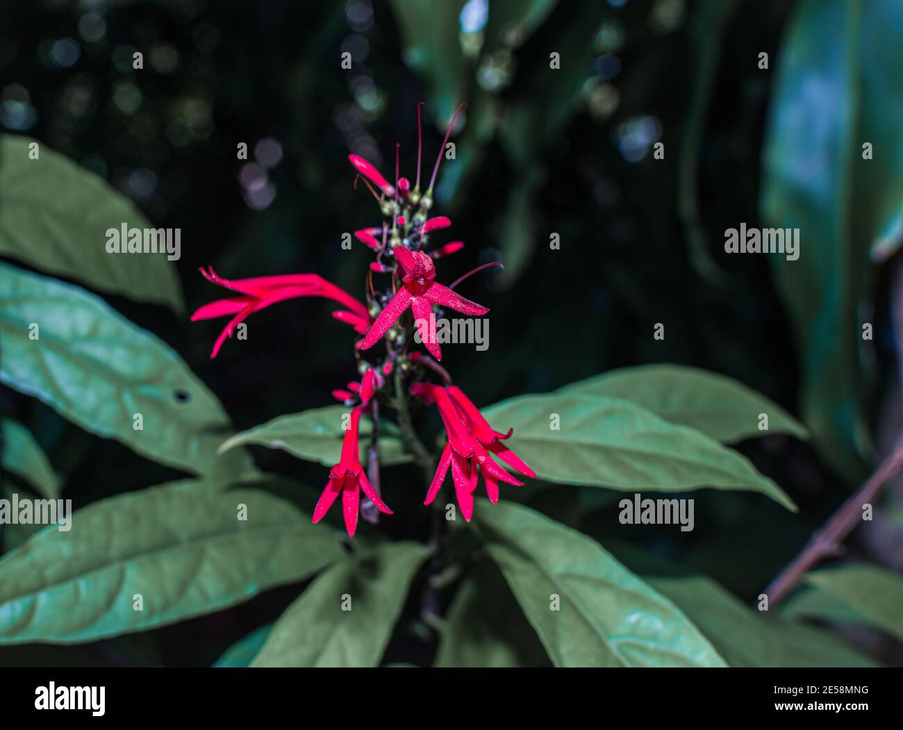 Wilde rote Blume auf dem Wald Stockfoto