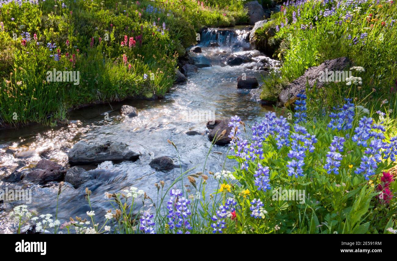 Glacier Creek fließt durch Sunshine Meadow, eine der beliebtesten (und spektakulärsten) Wildblumen/alpinen Wiesen in Oregon (am Major Trail j Stockfoto