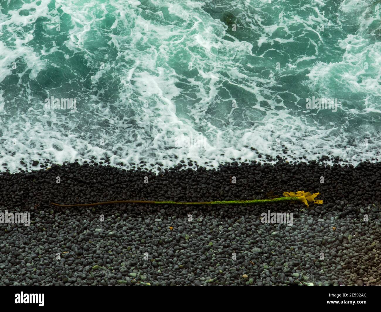 Wellen waschen einen langen Seetang auf den Felsen Strand an der Yaquina Bay in Oregon Stockfoto