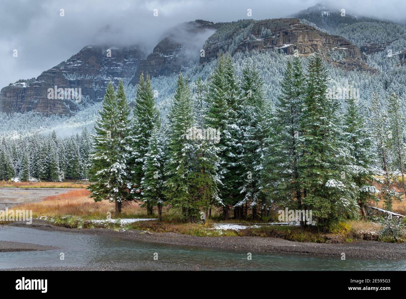 Herbstaufnahme von Pinien, neben Soda butte Creek, bedeckt mit Schnee im yellowstone Nationalpark von wyoming, usa Stockfoto