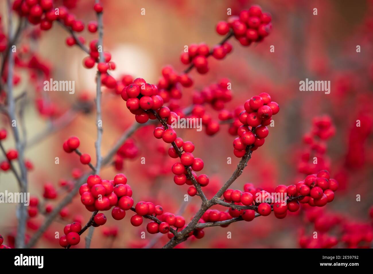 Leuchtend rote Beeren einer Winterbeere (Ilex verticillata), einer einheimischen Laubholme, die im Winter ihre Blätter verliert. Raleigh, North Carolina. Stockfoto