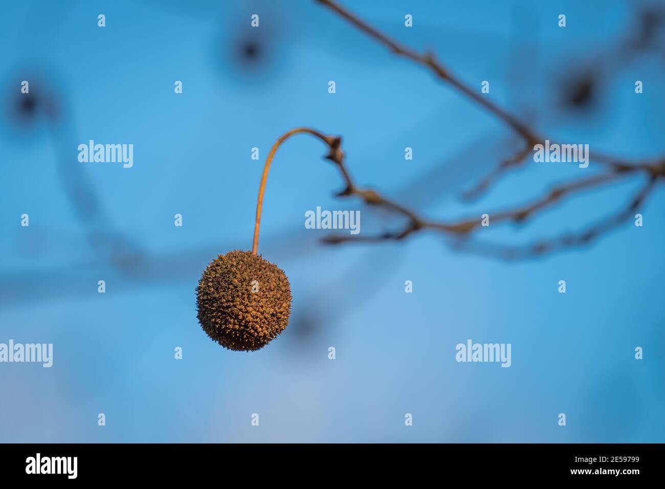 Die Frucht oder Samen eines amerikanischen Sycamore-Baumes im Winter. Raleigh, North Carolina. Stockfoto