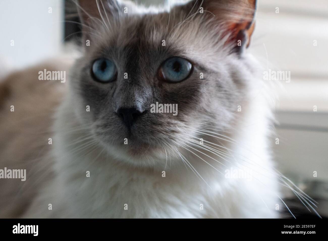 Hauskatze starrt auf einen Fernseher. Stockfoto