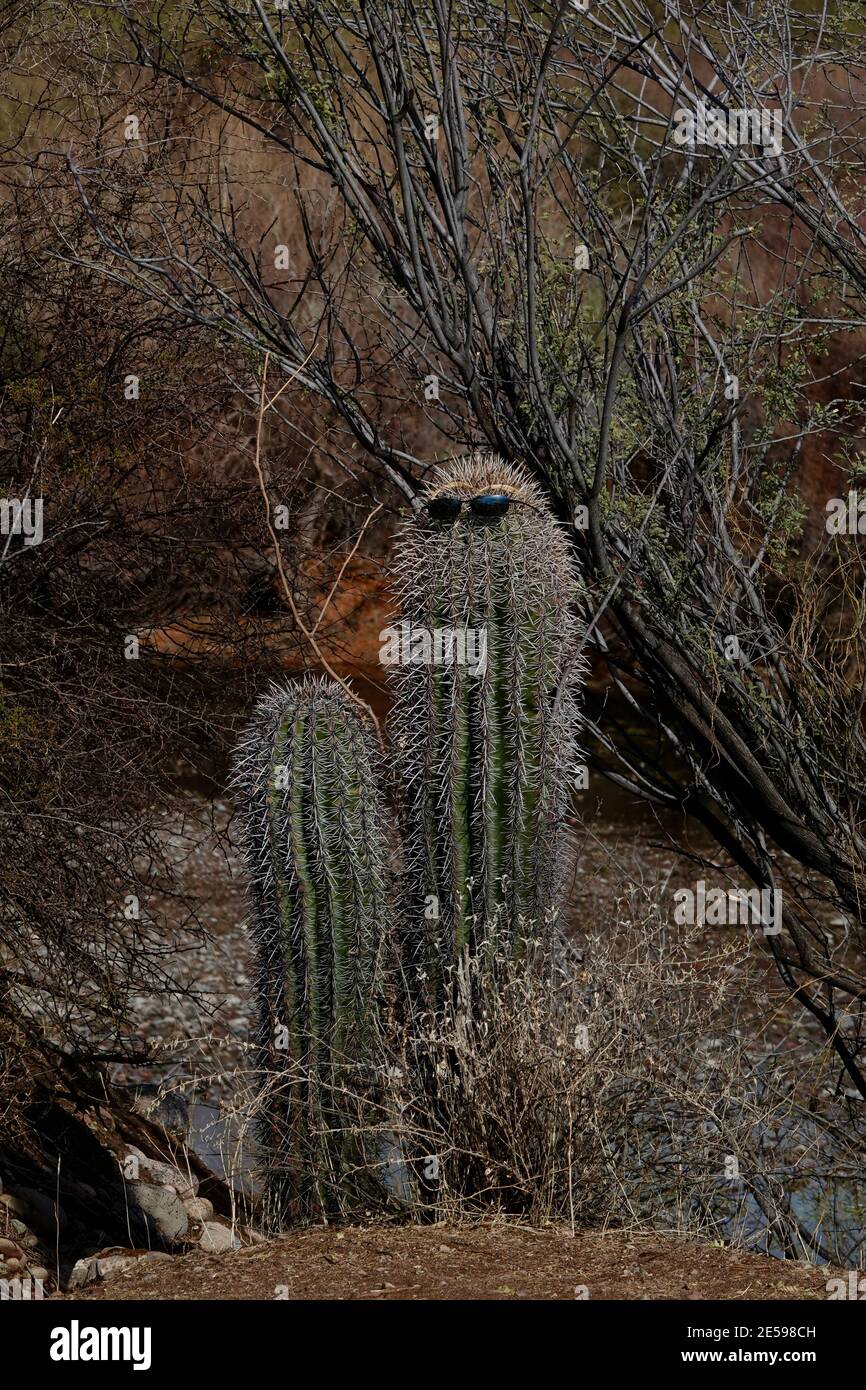 Eine Sonnenbrille wird von einem Kaktus in der Wüste von Arizona getragen. Stockfoto