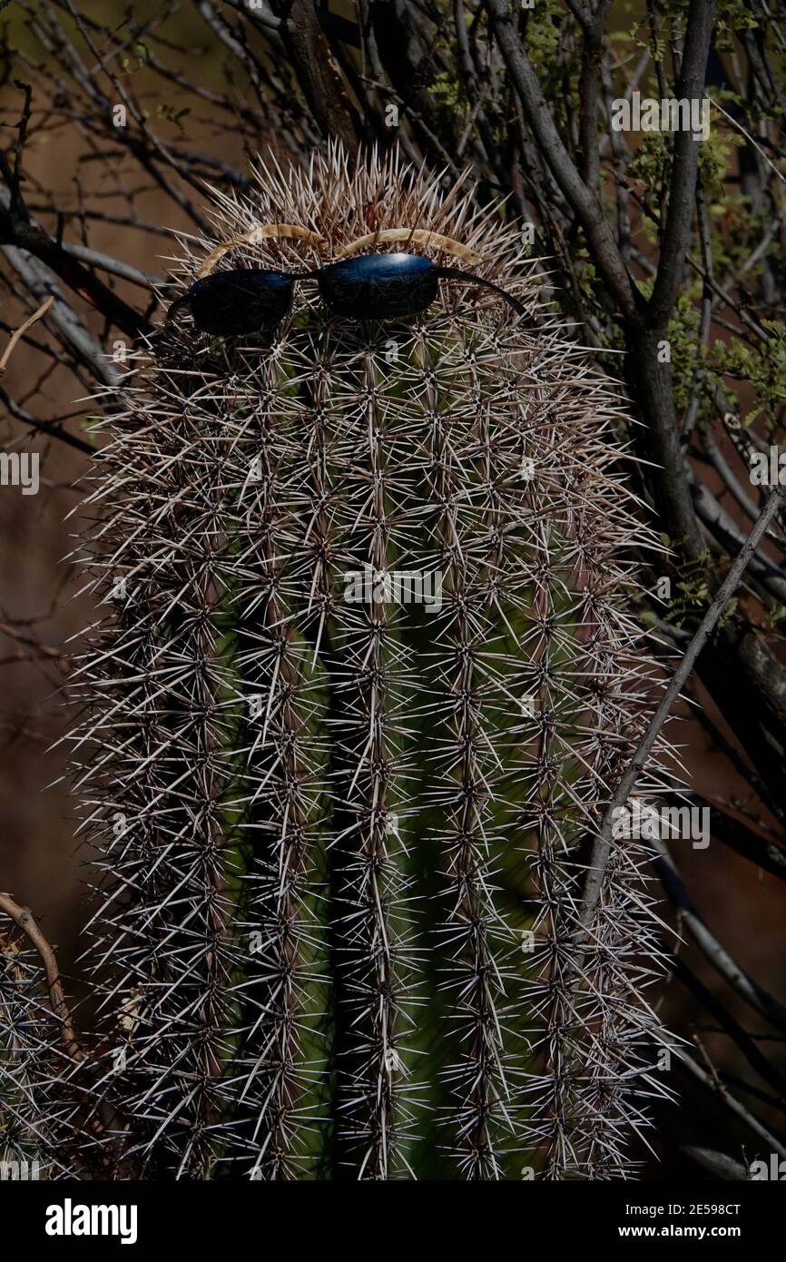 Eine Sonnenbrille wird von einem Kaktus in der Wüste von Arizona getragen. Stockfoto