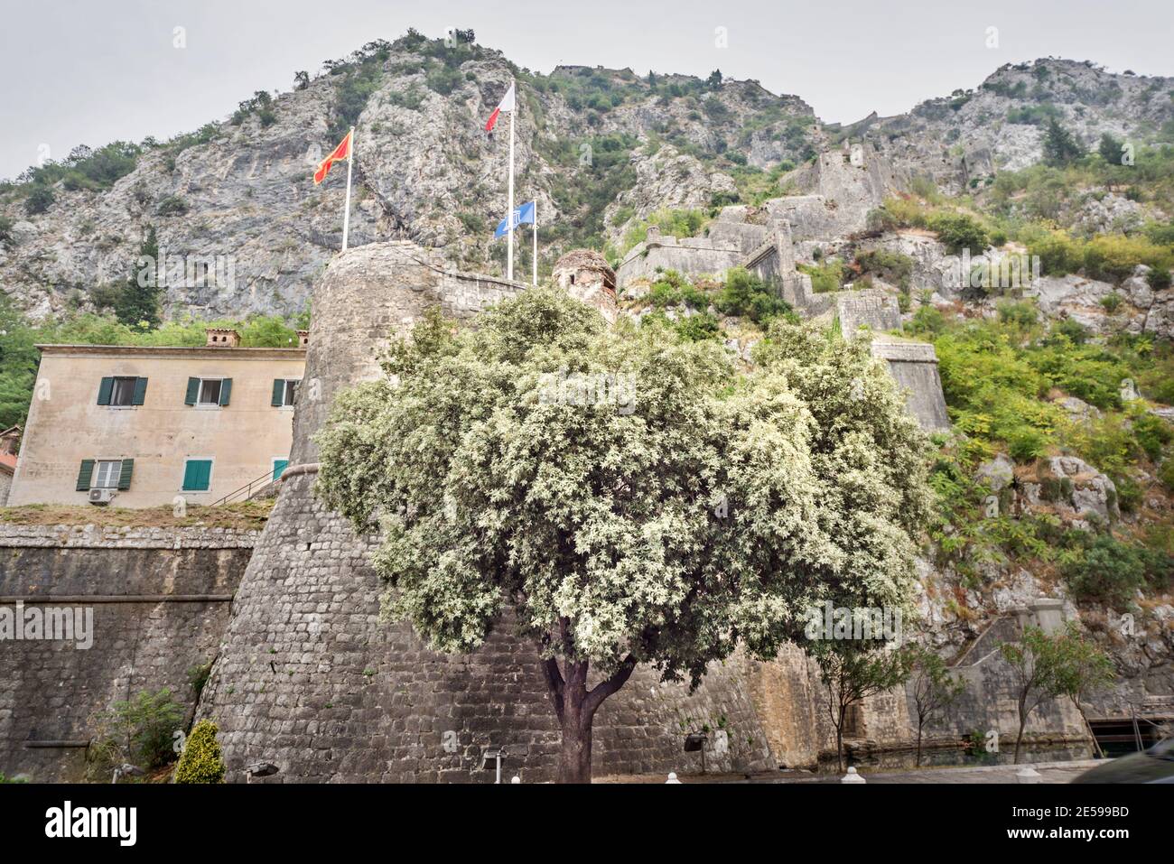 Die alten mittelalterlichen Festungsmauern führen nach oben entlang der Hänge des Lovcen Berges, Teil dieses UNESCO-Weltkulturerbes. Stockfoto