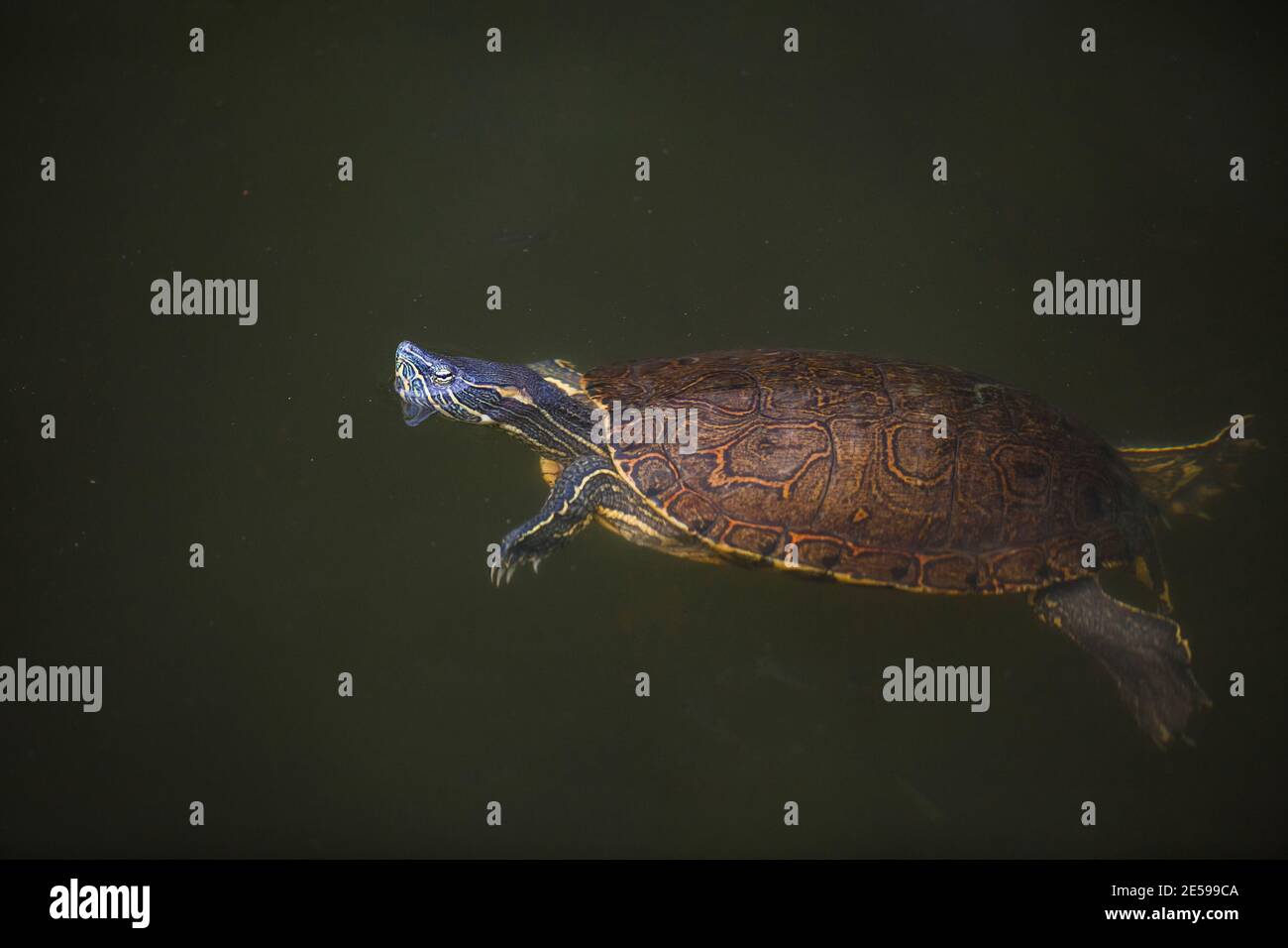 Tropische Schildkröte, Chrysemys ornata, in einem Fluss in der Nähe von Tonosi, Provinz Los Santos, Republik Panama. Stockfoto