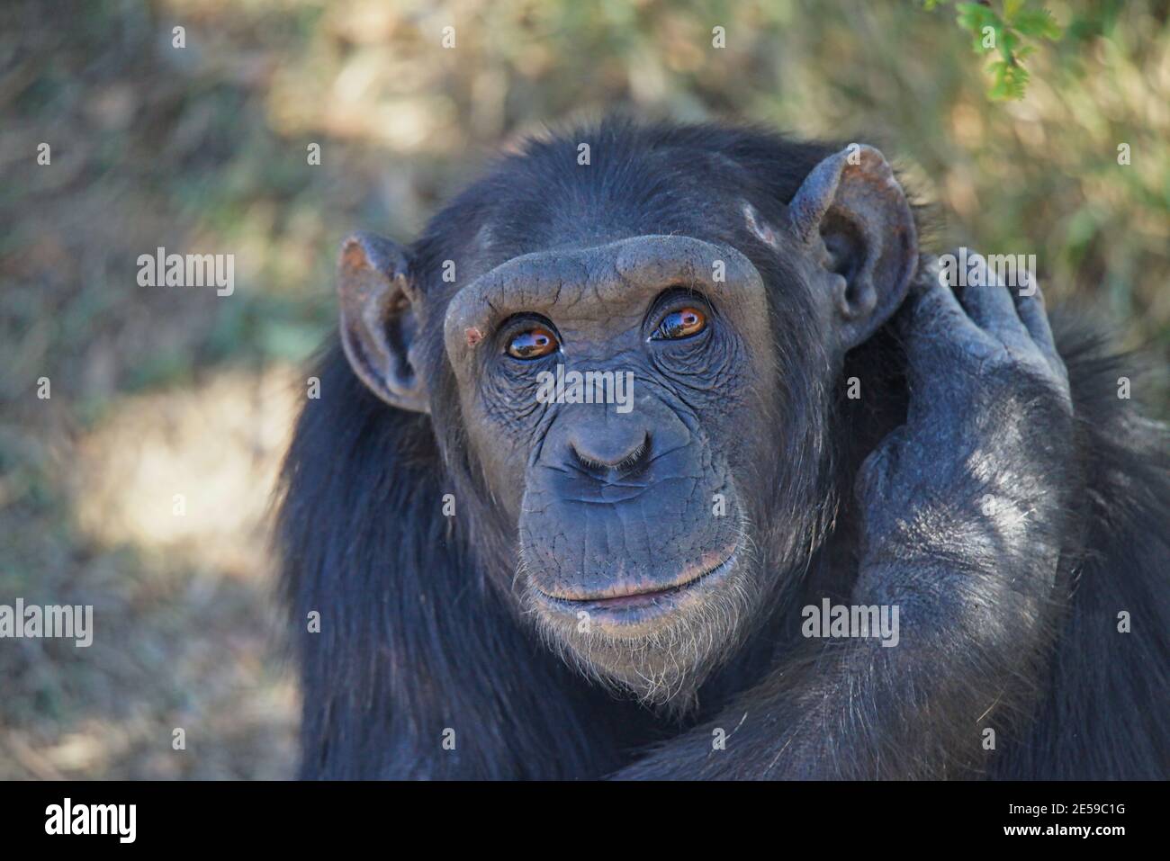 Ergriff seinen arm -Fotos und -Bildmaterial in hoher Auflösung – Alamy