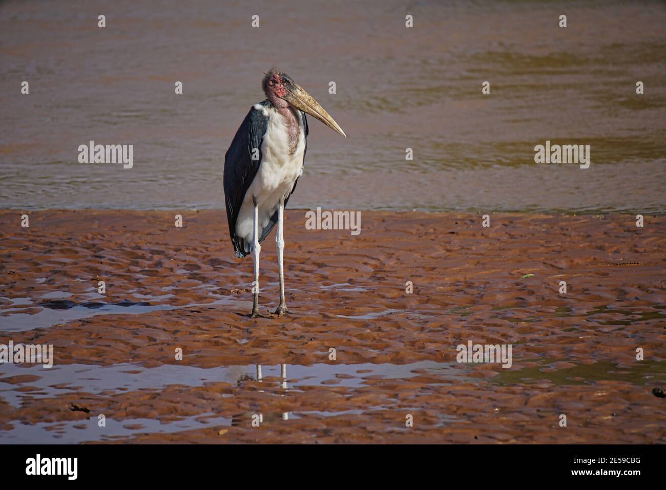 Der Marabou-Storch (Leptoptilos crumenifer) stand auf dem Feuchtgebiet. Roter Ausschnitt. Viele Tiere wandern in das Masai Mara National Wildlife Refuge Stockfoto