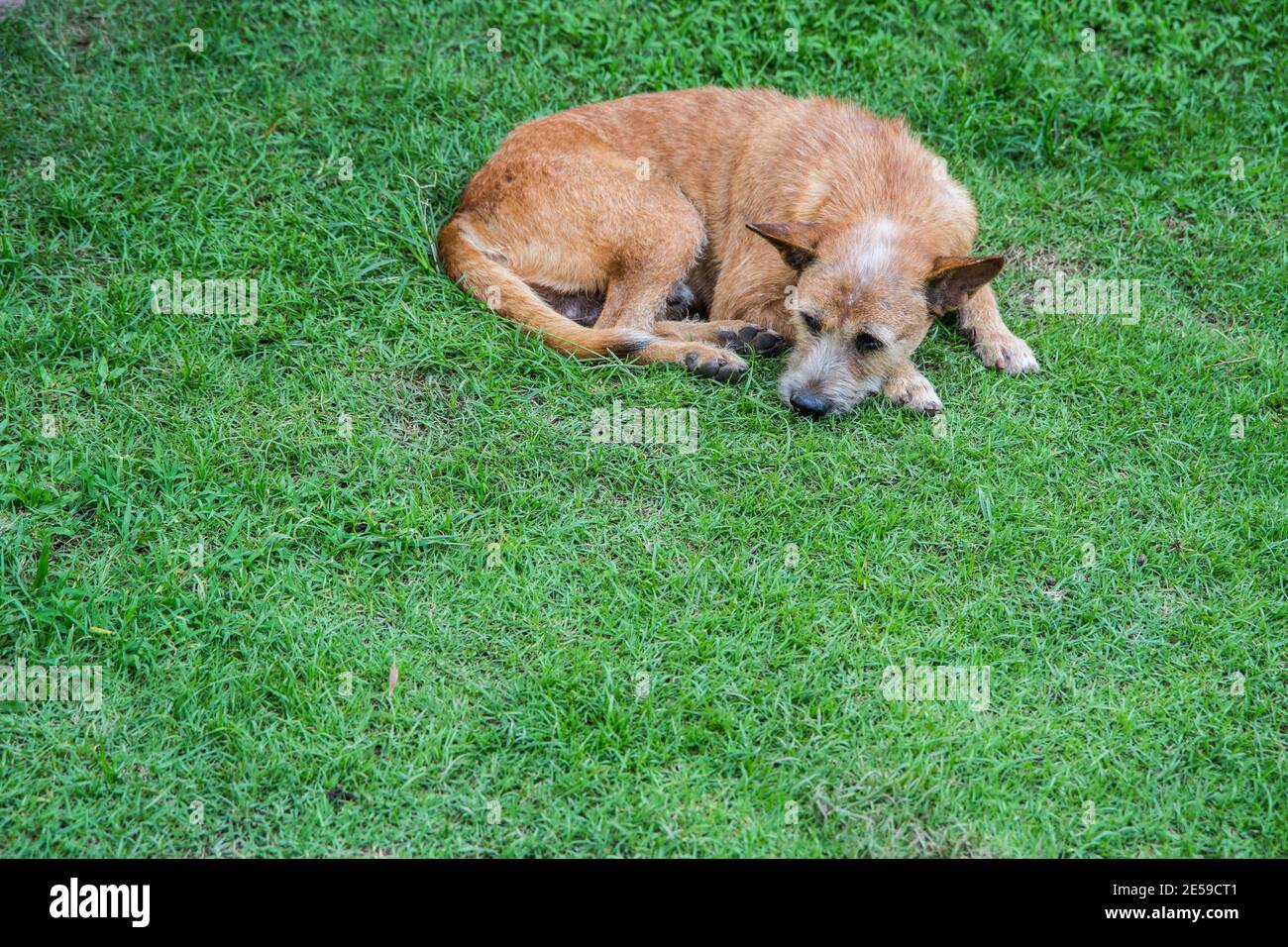 Trauriger Hund, der auf dem Gras ruht und auf Nahrung wartet Stockfoto