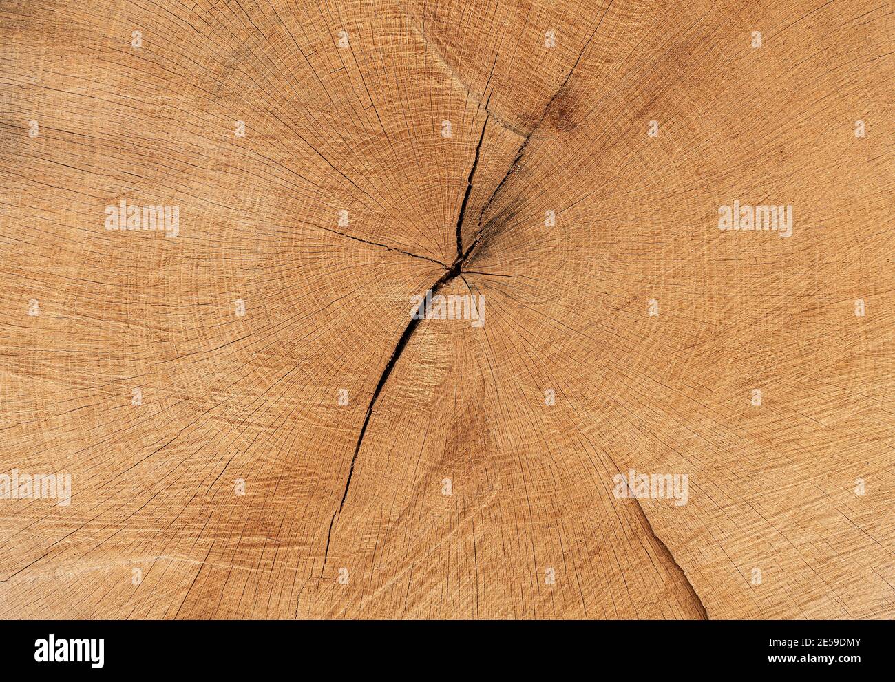 Runder abgeschnittener Baum mit Jahresringen und Rissen. Holzstruktur. Stockfoto
