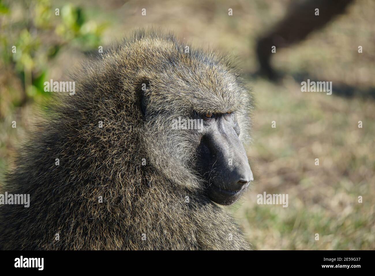 Der olivgrüne Pavian schaute hinunter auf das Gras. Es ist, als ob eine Person denkt. Viele Tiere wandern in das Masai Mara National Wildlife Refuge Stockfoto
