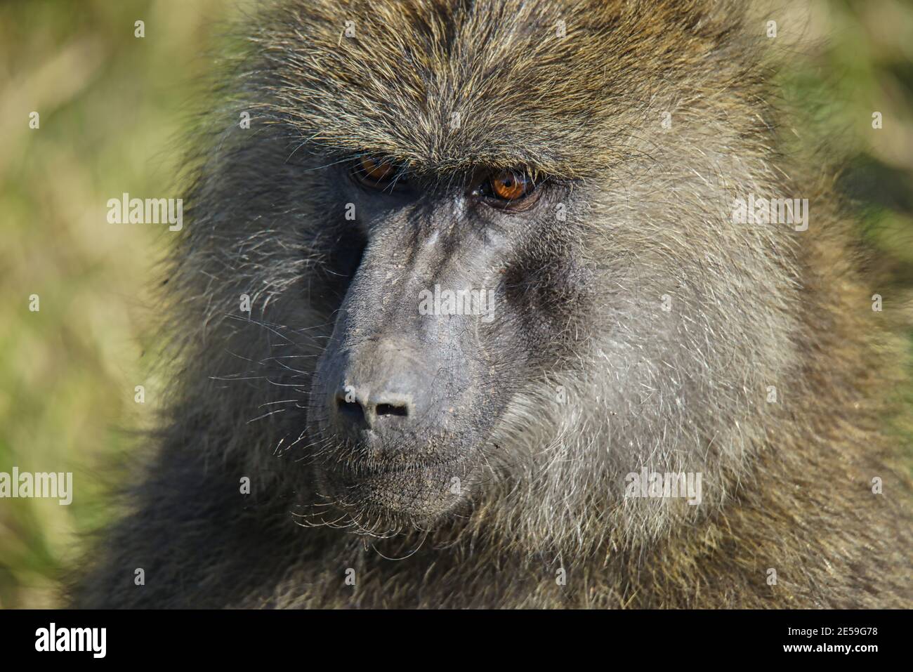 Nahaufnahme eines Porträts eines afrikanischen Pavians. Braune Augen und lange Nase. Große Anzahl von Tieren wandern in die Masai Mara National Wildlife Ref Stockfoto