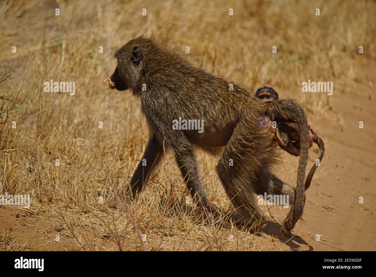Erwachsene Pavian zu Fuß mit einem Bissen Essen. Er hat einen kleinen Pavian am Schwanz. Große Anzahl von Tieren wandern zum Masai Mara National Wildlife Refuge Stockfoto