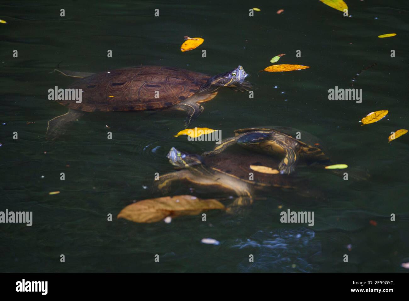 Tropische Gleitschildkröten, Chrysemys ornata, in einem Fluss in der Nähe von Tonosi, Provinz Los Santos, Republik Panama. Stockfoto