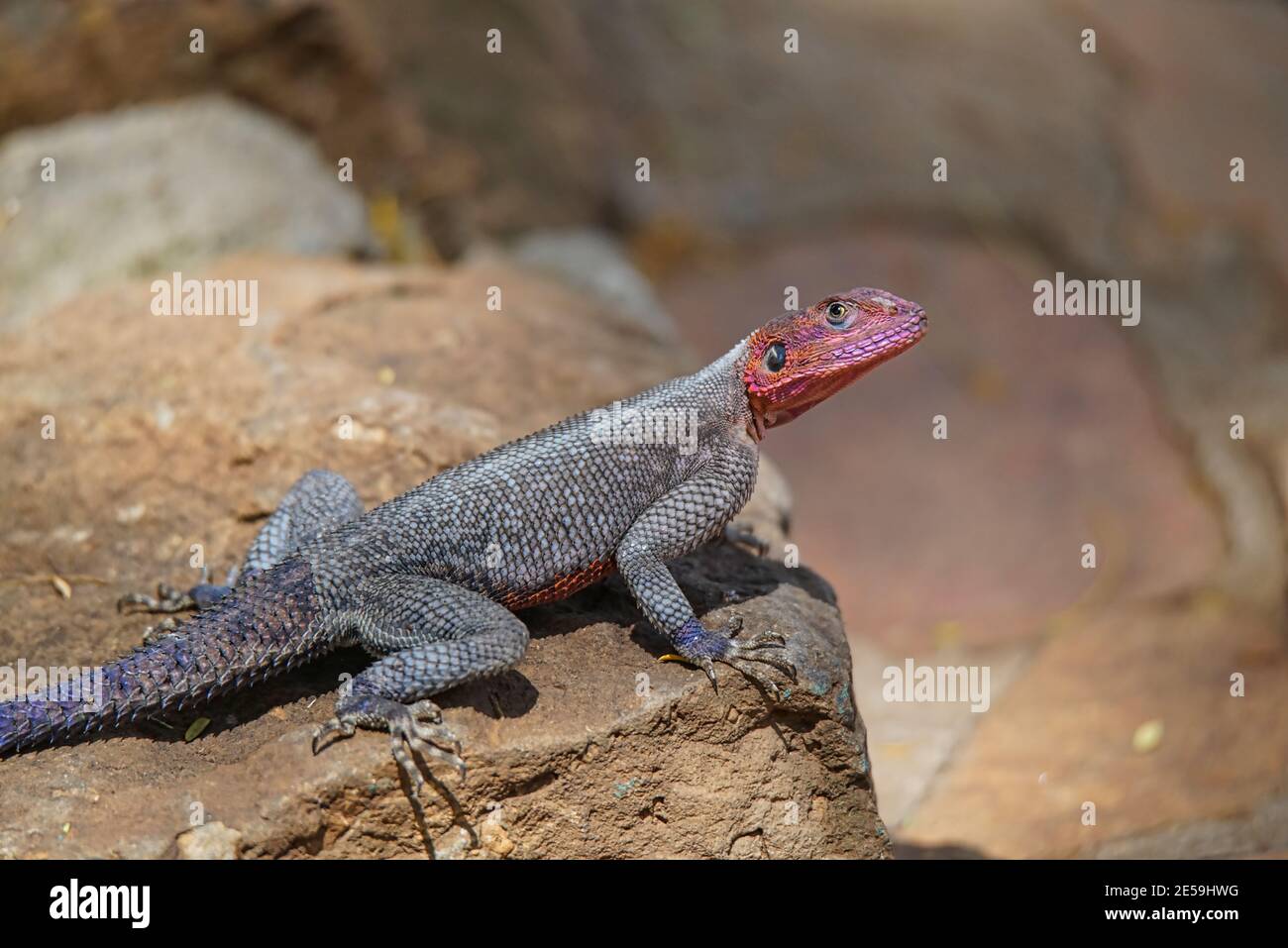 Afrikanische Regenbogeneidechse (Agama agama) auf Felsen. Leuchtend orangefarbener Kopf und Schuppen. Große Anzahl von Tieren wandern in die Masai Mara National Wildlife Ref Stockfoto