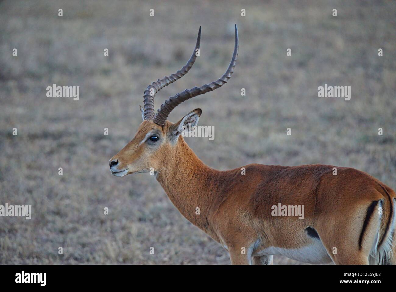 Das afrikanische Impala (Aepyceros melampus) hat gebogene und spiralförmige Hörner. Braunes Fell. Große Anzahl von Tieren wandern in die Masai Mara National Wildlife R Stockfoto