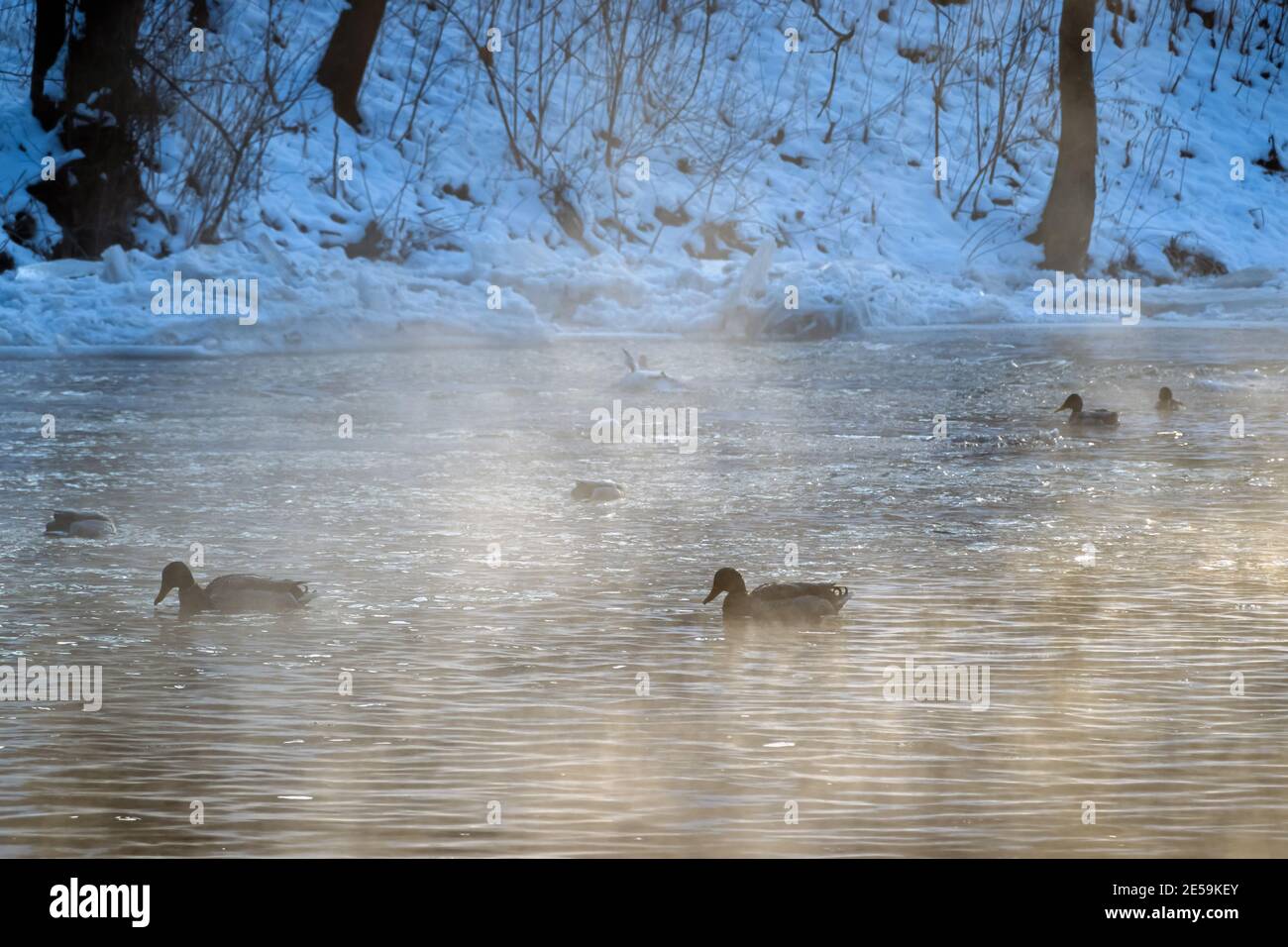Enten schwimmen im Fluss an einem kalten Wintermorgen. Wasservögel auf der Suche nach Nahrung. Stockfoto