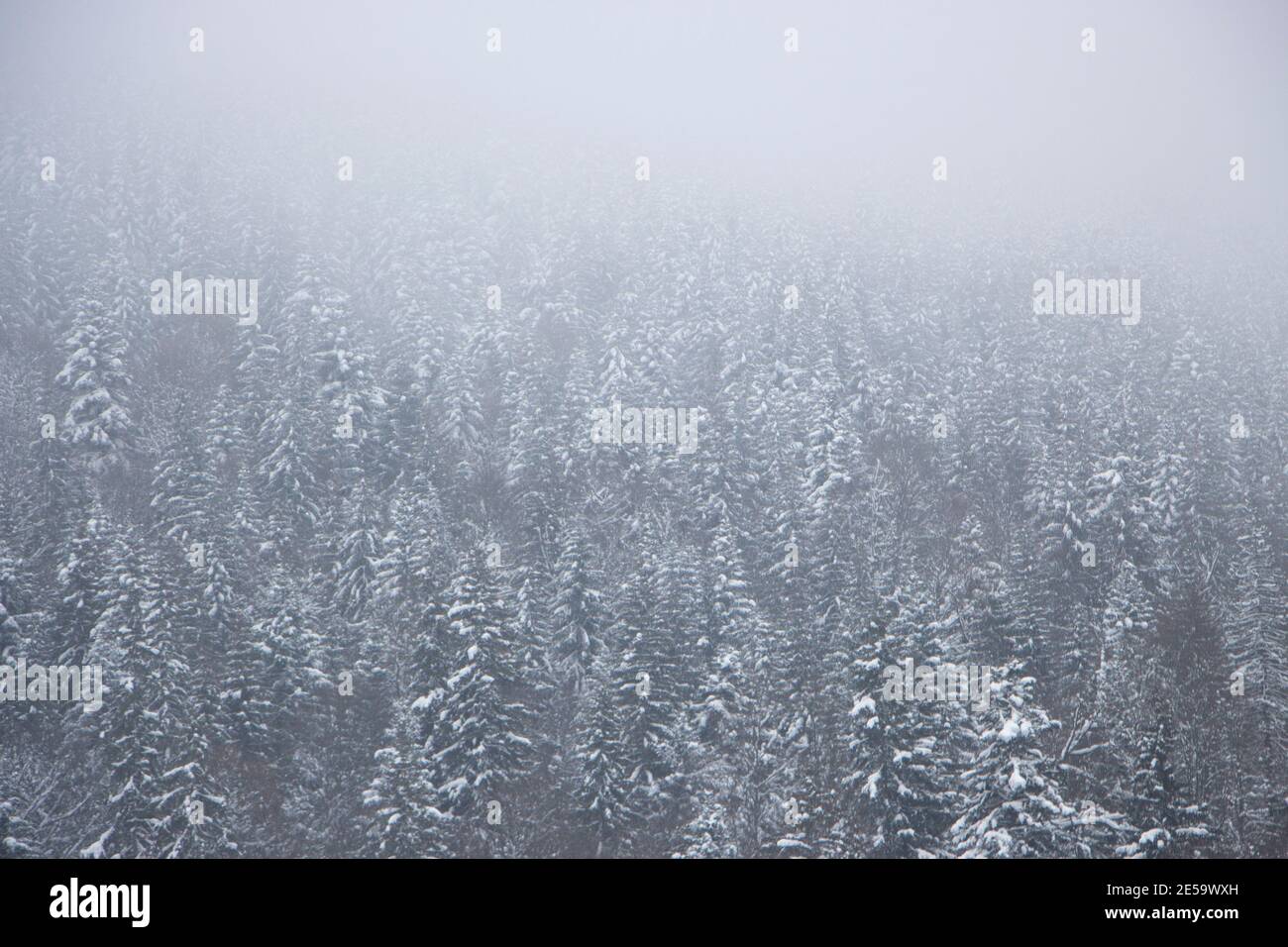 Neblige Steigung des Weihnachtsbaumwaldes in den Bergen. Stockfoto