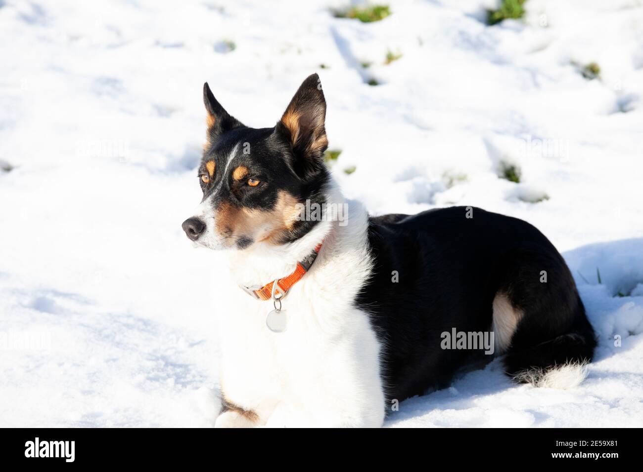 Dreifarbige Border Collie liegen im Schnee Stockfoto
