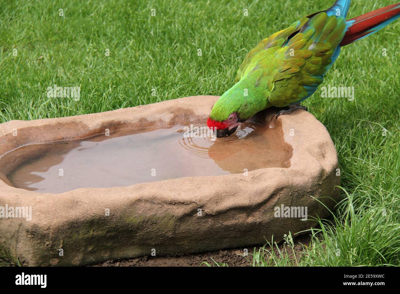 Ein militärischer Ara Papageienvogel mit einem Getränk Wasser. Stockfoto