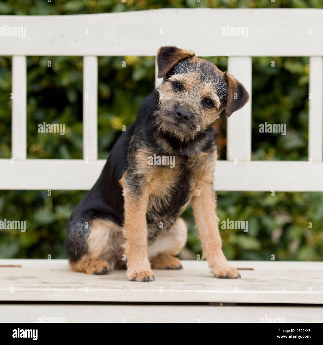 Border Terrier Hund Stockfoto