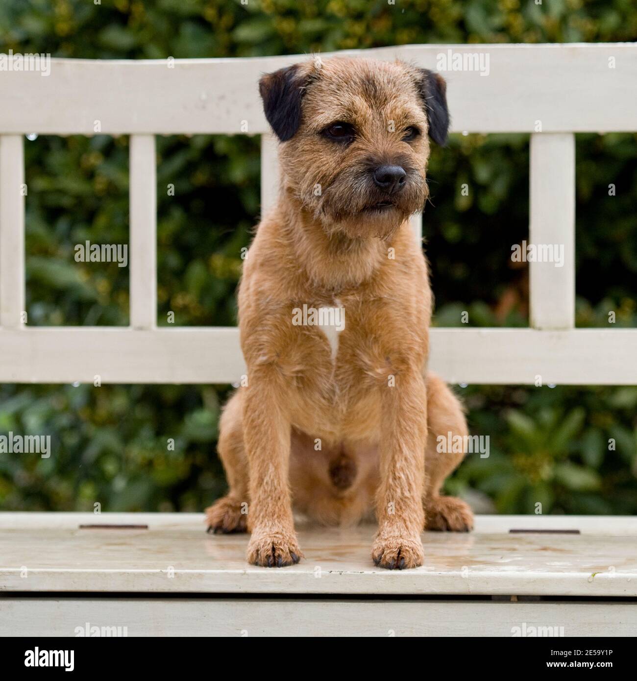 Border Terrier Hund Stockfoto