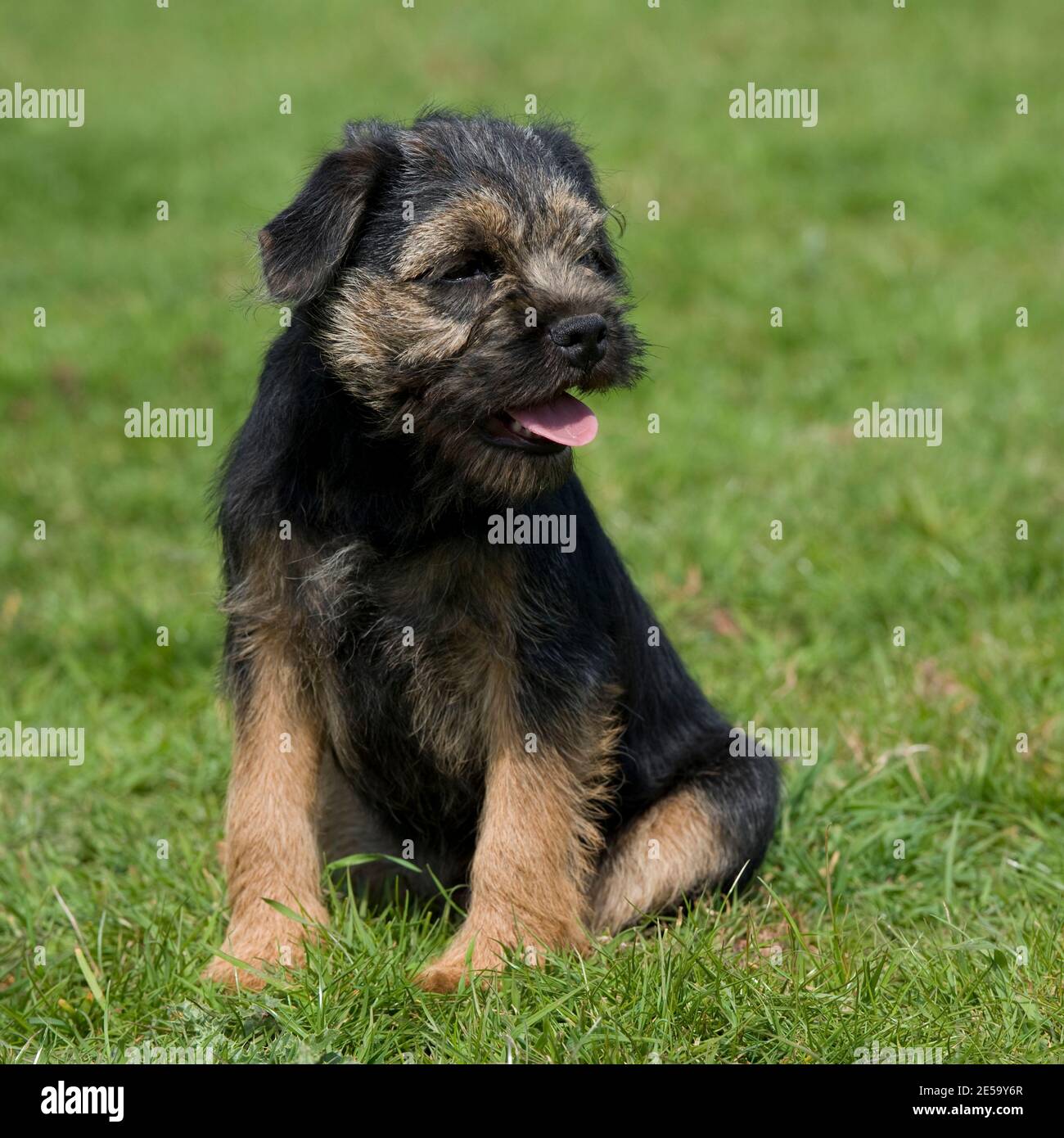 Border Terrier Welpe Hund Stockfoto