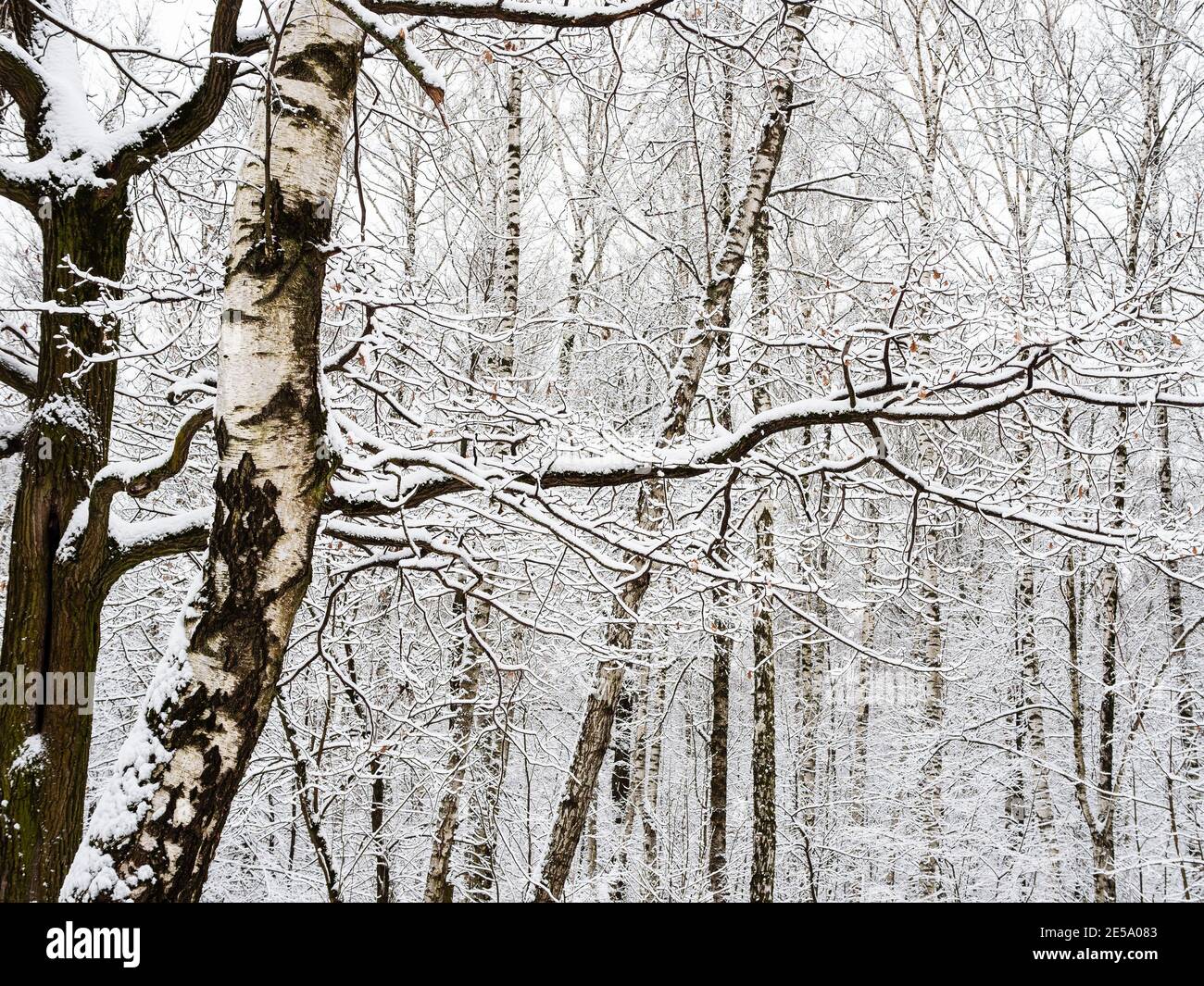 Schneebedeckte Birken- und Eichenstämme und Birkenhain im Hintergrund Im Stadtpark am bewölkten Wintertag Stockfoto
