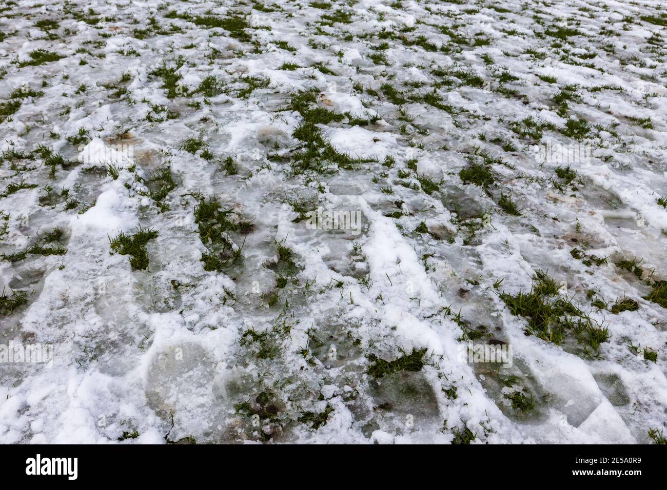 Eisige Fußabdrücke in teilweise geschmolzenem Schnee während eines Tauwetters, mit Eis und Slush auf Gras, Surrey, Südostengland, im Winter Stockfoto